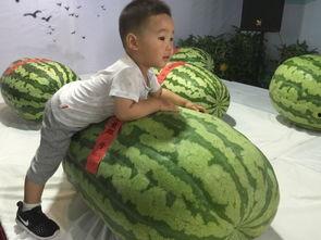 商场吃瓜事件,一场引发热议的公共道德风波