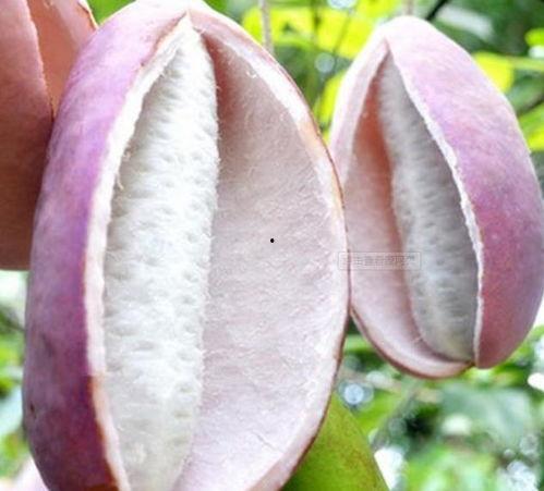 八月瓜叶怎么吃,八月瓜叶的多样食用方法探索