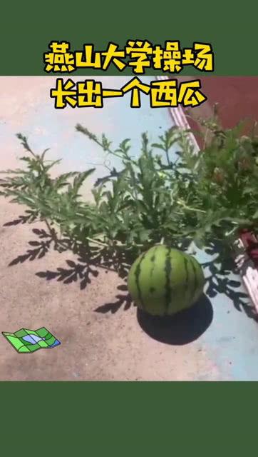 燕山大学吃瓜