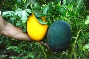 黄怪吃瓜,揭秘娱乐圈背后的秘密与真相