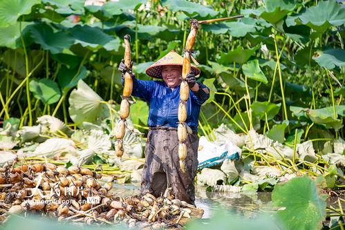 孙庄吃瓜,揭秘农村生活的酸甜苦辣