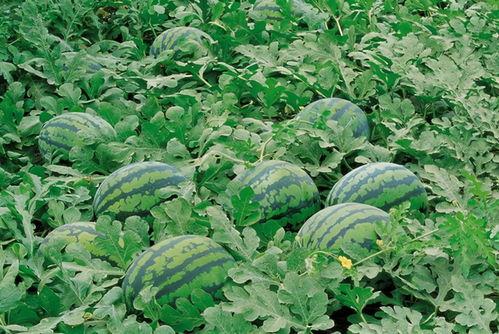 陕西摸鱼吃瓜群