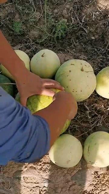 吃瓜全是籽,吃瓜为何全是籽，背后的科学秘密大公开