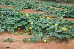 丰城吃瓜,揭秘当地特色美食背后的故事