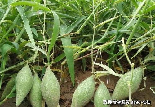 孩子吃羊角瓜好吗