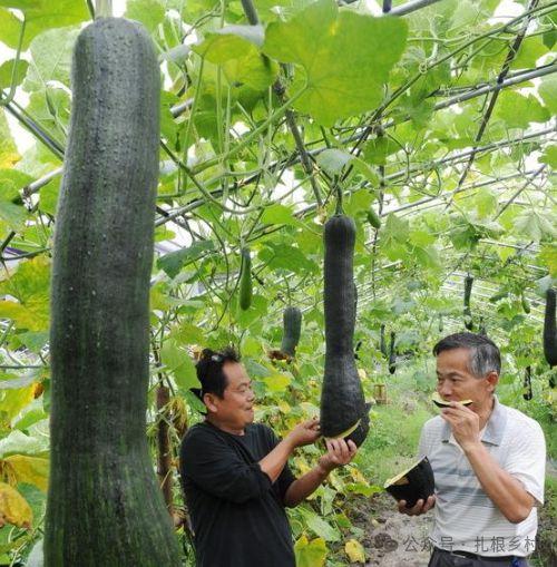 砍瓜多长可以吃