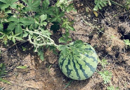 欢迎来瓜地吃瓜,邀您共赴瓜地盛宴