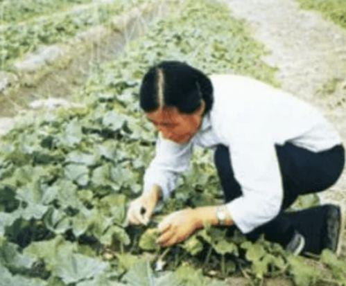 吃瓜爆料袁隆平