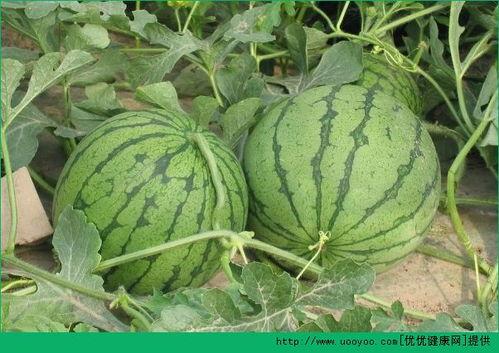 韩城吃瓜情报处,揭秘当地热门美食与趣闻轶事